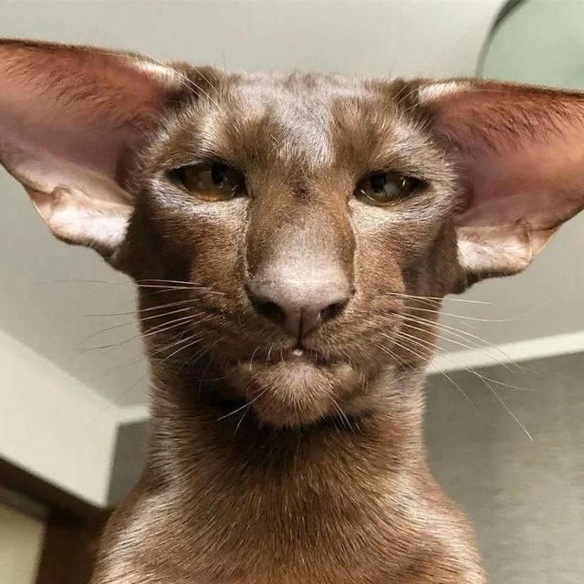 шерстяные друзья