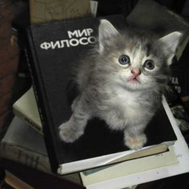 котфуция