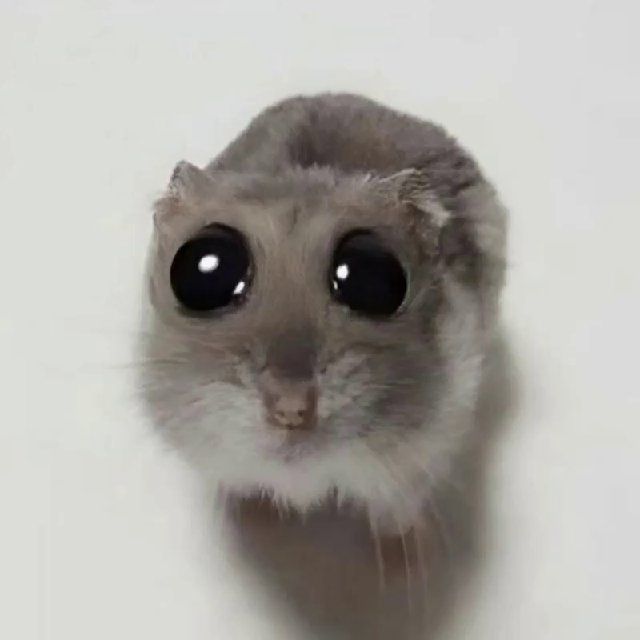 VidsMeme TT