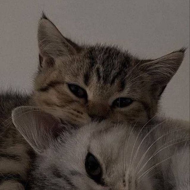 Люблю