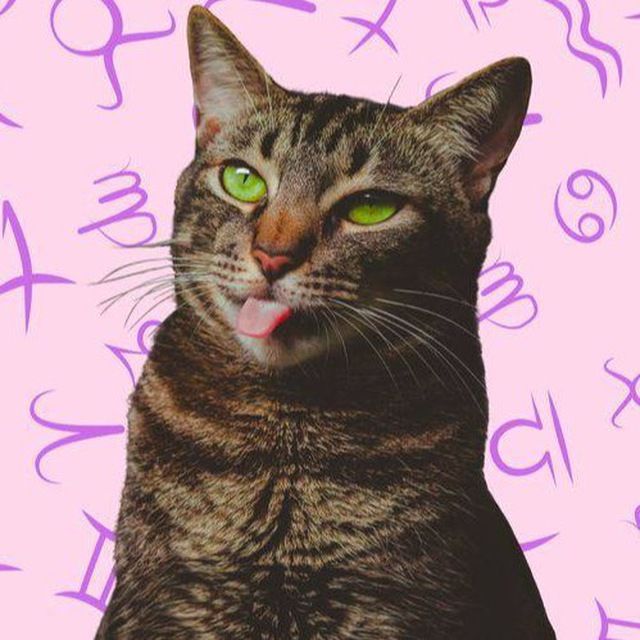 котячий гороскоп