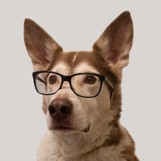 ITDog